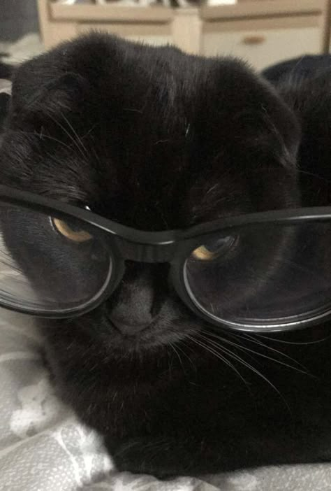 Black Cat Glasses, Black Cat With Sunglasses, Black Cat With Glasses, Glasses Pfp, Baby Black Cat, Cat Wearing Glasses, Cat With Glasses, Dog With Glasses, Cat Power