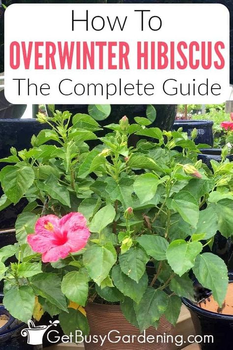 Did you know that there are three different ways to overwinter tropical hibiscus plants? In this detailed guide on how to keep hibiscus alive in the cold months, I share the three ways you can overwinter tropical varieties that aren’t hardy enough to survive freezing temperatures on their own. Whether you have a potted hibiscus plant, are interested in triggering dormancy, or want to learn about wintering cuttings in water, I shared detailed instructions on how to successfully do them all. How To Keep A Hibiscus Over Winter, Over Wintering Hibiscus, Indoor Hibiscus Plant, Hibiscus Plant Potted, How To Overwinter Hibiscus, Potted Hibiscus Plant, Planting Hibiscus In Ground, Hardy Hibiscus Perennials, Overwintering Hibiscus