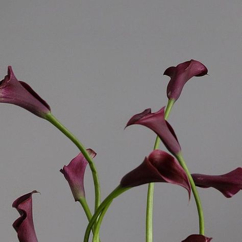 AIKU FLORAL on Instagram: "Calla lilies & long beans  . . . . . . . . . . #longbeans #callalily #flowers #eventflowers #floralinspo #flowermagic #centerpieces #dancingflowers #weeklyflowers #interiorflowers" Calla Lily Ikebana, Lily Table Decor, Dark Calla Lily, Aiku Floral, Burgundy Calla Lily, Pretty Flowers Aesthetic, Calla Lily Centerpiece, Calla Lily Arrangement, Red Flowers Wedding