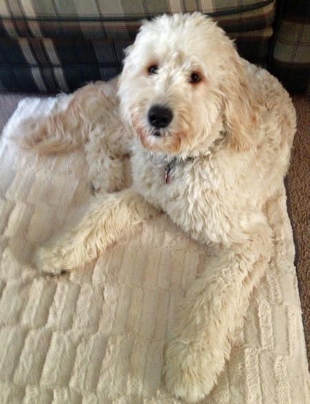 THIS LOOKS LIKE MY GOLDEN DOODLE IN THE WINTER :O only my golden doodle is like a light brown! Poddle, Golden Doodles, Golden Doodle, Labrador Retrievers, Doodle Dog, 12 Weeks, Potty Training, Labradoodle, Sriracha