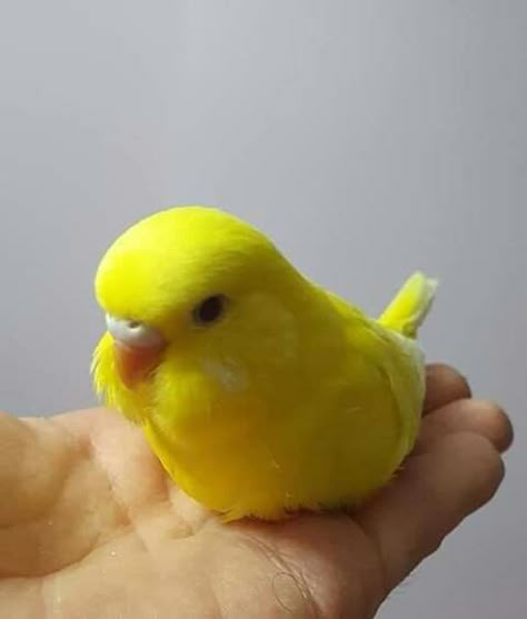 Budgies Aesthetic, Budgie Colors, Pet Parrot Aesthetic, Yellow Parakeet, Rainbow Budgie, Baby Budgies, Love Birds Pet, Yellow Parrot, Yellow Budgie