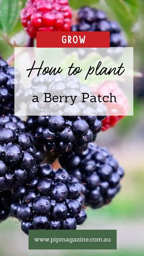 Plant berries Growing Berry Bushes, Planting Berry Bushes, How To Plant Raspberries Bushes, Berry Plants Garden, Fruit Bushes Garden Design, Berry Patch Layout Garden Ideas, Berry Patch Layout, Berry Bushes Garden Ideas, Berry Garden Ideas