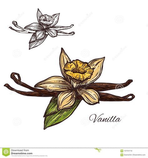 Cinnamon Plant Tattoo, Vanilla Bean Drawing, Vanilla Flower Illustration, Vanilla Plant Illustration, Vanilla Planifolia, Vanilla Plant, Sketch Icon, Plant Icon, Vector Sketch