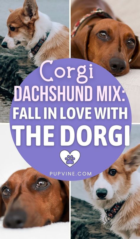 We call them Dorgis, but you can name them any way you want. What’s important is that these Corgi Dachshund mix puppies are ultimately adorable. Two popular purebred dogs met and created a unique crossbreed. Thanks to the Dachshund and the Pembroke Welsh Corgi, we now have a Dorgi. Dachshund Corgi Mix Dogs, Corgi Mix Puppies, Dachshund Mix Puppies, Corgi Mix Breeds, Corgi Breeds, Puppy Funny, Corgi Dachshund, Cute Corgi Puppy, Pembroke Welsh Corgi Puppies