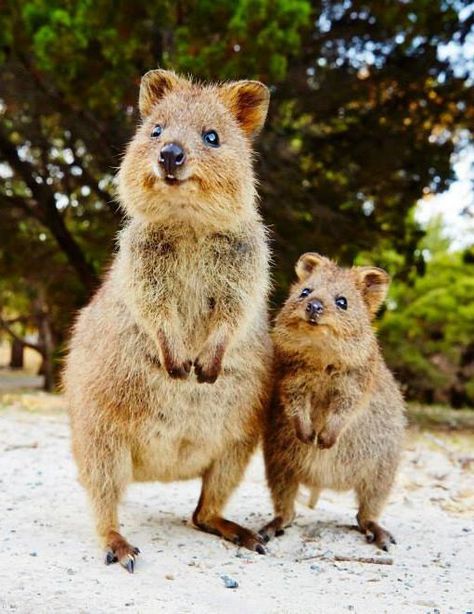 The Quokka, known as 'the happiest animal in the world', is native to small islands off the coast of Western Australia. Happiest Animal, Nosara, Unusual Animals, Australian Animals, Happy Animals, Cute Creatures, Sweet Animals, Animal Planet, Animal Photo