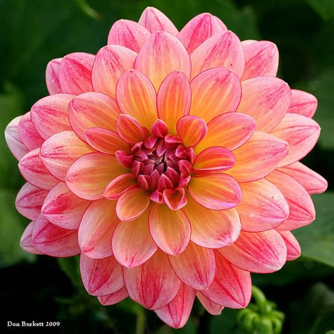 Indoor Flowers, Garden Photography, Dahlia Flower, Flowers Garden, Pink And Yellow, Exotic Flowers, Flowers Nature, Beautiful Blooms, Flower Photos