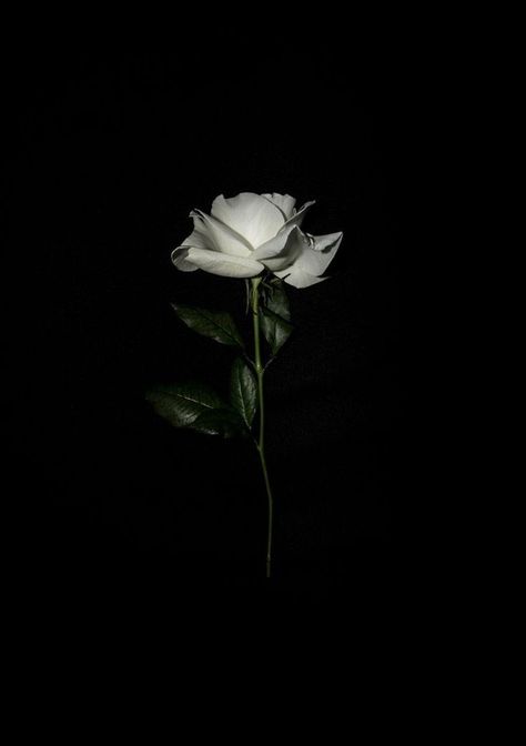 Condolence Profile Picture, Wallpaper Mawar, Condolence Flowers, June Flower, Flowers Black Background, Wattpad Background, Rose Sketch, Red Roses Wallpaper, Lovecore Aesthetic