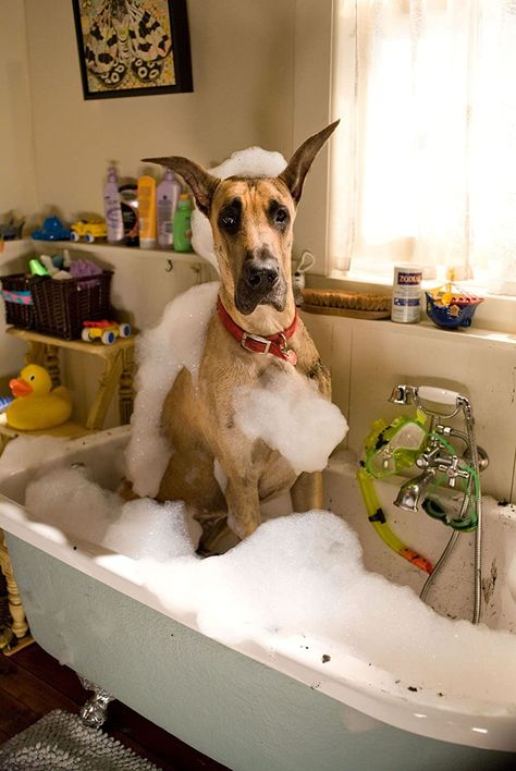 In The Bathtub, Great Danes, Must Love Dogs, Dogs Funny, Super Ideas, Baby Dogs, Animal Love, Great Dane, Love Animals