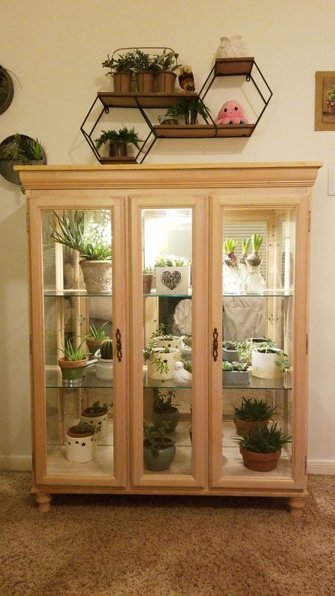 This is the top of an old china cabinet that has been converted into a mini greenhouse. We added a grow light, a top and feet. China Cabinet To Greenhouse, Curio Plant Cabinet, Grow Light Cabinet, Plant China Cabinet, Curio Cabinet For Plants, Curio Cabinet Greenhouse Diy, Curio Cabinet Plant Greenhouse, Plant Curio Cabinet, China Cabinet Plant Display