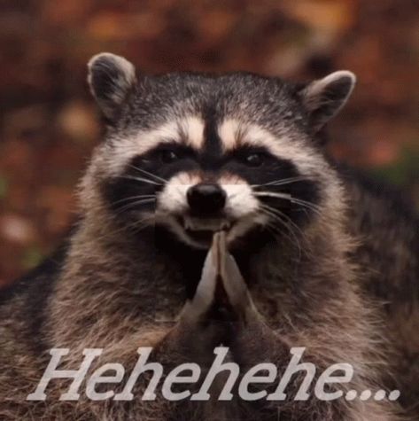 Evil Laugh Gif, Evil Laugh, Racoon, Animated Gif, Gif