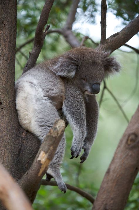 Koala Sleeping, Koala Marsupial, Aussie Animals, Funny Koala, Sleepy Animals, Koala Bears, Gum Tree, Baby Koala, Australian Animals