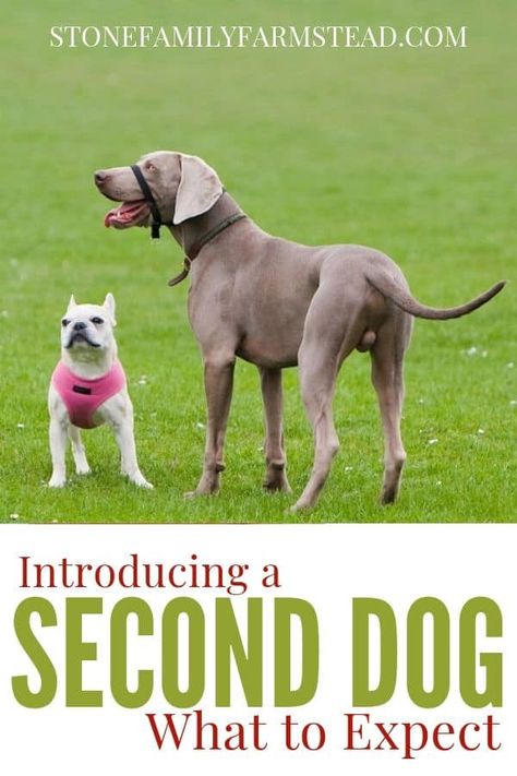 Dog Home, Best Dog Food, New Dog, Large Dog Breeds, Two Dogs, Dog Health, Dog Training Tips, Puppy Training, New Puppy