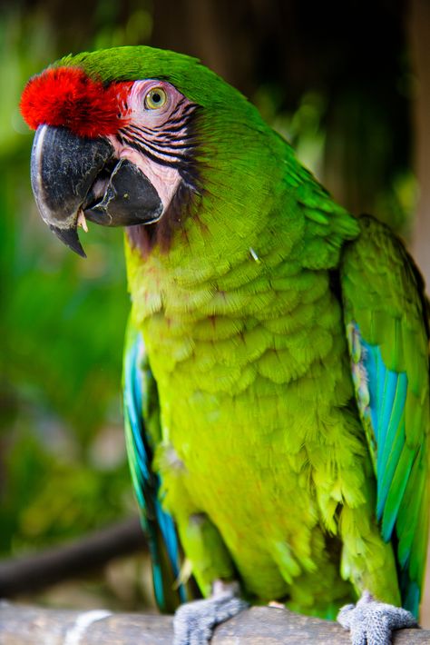 Macaw Art, Bahamas Trip, Parrots Art, Macaw Parrot, Nature Tour, Image Chat, African Grey Parrot, Parakeets, Parrot Bird