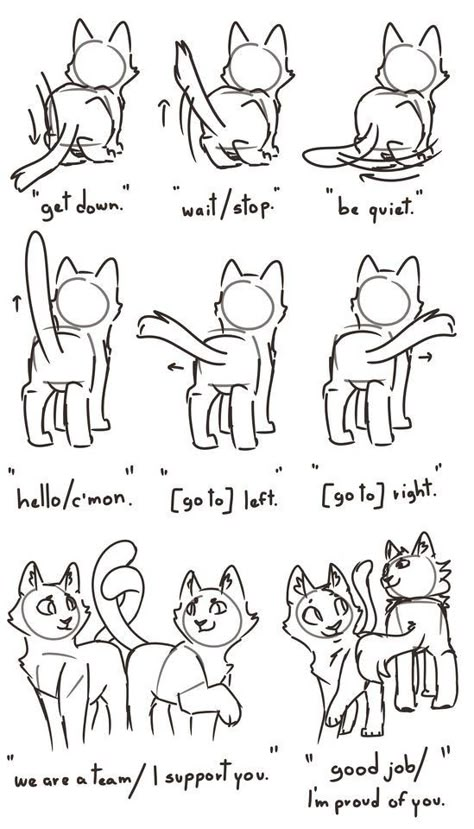 How To Draw Cats, Warrior Cats Funny, Draw Cats, Warrior Cat Memes, Cat Drawing Tutorial, Cat Anatomy, Cat Language, Warrior Cats Fan Art, Cat Body