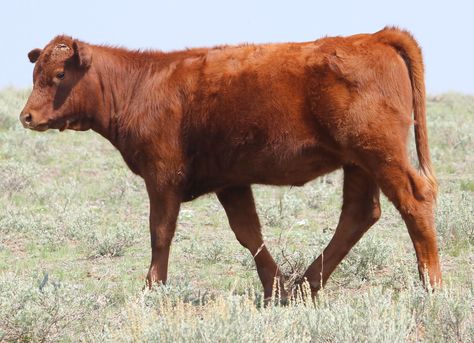 Cow Side Profile, Cow Side View, Cow Belt, Moo Cow, African Dance, Image Reference, Fluffy Cows, Cow Face, Jack And The Beanstalk