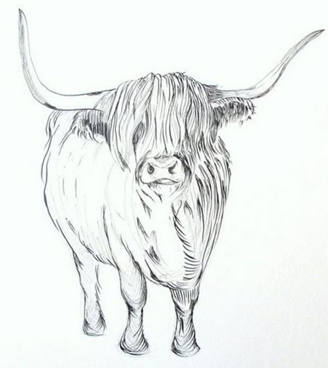 Highlander Cow Drawing, Longhorn Drawing Easy, Highland Cattle Drawing, Hyland Cow Drawing, Yak Tattoo, Highland Cow Line Drawing, Highland Cow Sketch, Highland Cow Outline, Cattle Drawings Sketches