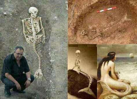 mermaids :) Mermaid Proof, Mermaid Skeleton, Real Mermaids, Mermaids And Mermen, Ancient Mysteries, Female Human, Ancient Aliens, Mermaid Art, Pics Art