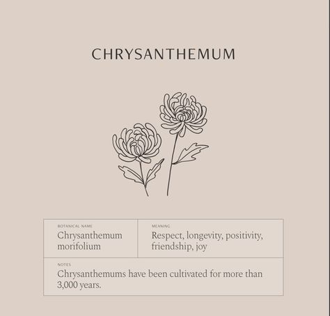 Flower Language Tattoo, Chrysanthemum Flower Tattoo Minimalist, Chrysanthemum Tattoo Meaning, Minimalist Chrysanthemum Tattoo, Chyrasantemum Tattoo, Chrysanthemum Flower Meaning, Chrysanthemum Meaning, Chrysanthemum Drawing, Chrysanthemum Flower Tattoo