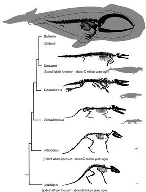 Whale Evolution, Animal Skeletons, Theory Of Evolution, Science Illustration, Ancient Animals, Basic Facts, Extinct Animals, World Religions, Body Anatomy