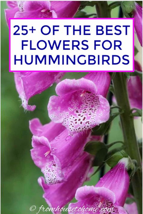 I love this list of plants that attract hummingbirds. Great ideas for flowers that can be added to your hummingbird garden design whether it is in shade or sun, or even in pots. #fromhousetohome #gardendesign #gardening  #birds #shadeplants #sunperennials Hummingbird Flowers Hanging Baskets, Flowers For Hummingbirds, Arkansas Garden, Attracting Hummingbirds, Pool Plants, Garden Sanctuary, Hummingbird Nectar, Hummingbird Plants, Porch Plants