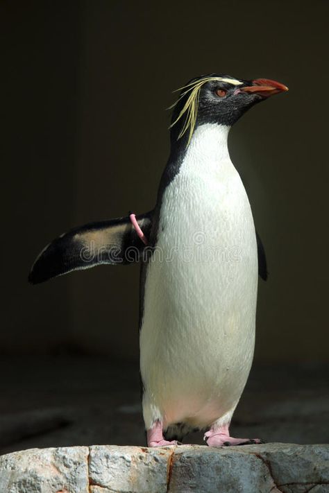 Northern rockhopper penguin (Eudyptes moseleyi). Wild life animal , #Affiliate, #penguin, #Eudyptes, #Northern, #rockhopper, #life #ad Northern Rockhopper Penguin, Rockhopper Penguin, Penguin Images, Sculpture Inspiration, Flightless Bird, Animal Sculpture, Wildlife Animals, Wild Life, Modern Graphic Design