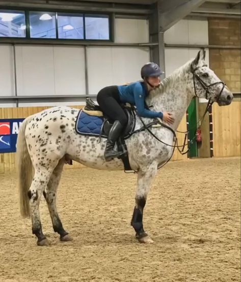 White Horse With Black Spots, Black And White Horse, Dream Stables, Cats Photos, Farm Lifestyle, Cute Cats Photos, Horses And Dogs, Equestrian Life, Appaloosa