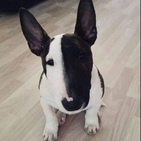 These 30 Miniature Bull Terriers Will Melt Your Heart | The Paws British Dog Breeds, American Bull Terrier, British Dog, Mini Bull Terriers, Miniature Bull Terrier, Bull Terrier Puppy, Tattoo Animal, English Bull Terrier, English Bull Terriers