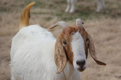 Long-eared goat in Tennessee, by JDyer Goats, Tennessee, Animals, Quick Saves