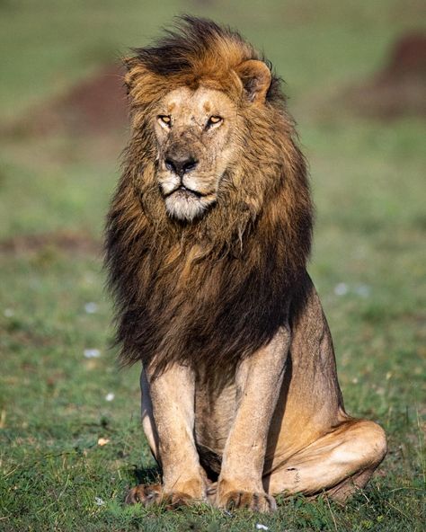 Maasai Mara Photo credits: Jono Buffey Lion Sitting, Lion Icon, Lioness And Cubs, Lilac Breasted Roller, Maasai Mara, Lions Photos, African Lion, Icon Collection, Life Pictures