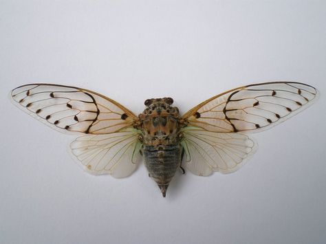 Cicada wings spread Cicada Open Wings, Cicada Wings Open, Cicada Tattoo Wings Open, Cicada Reference, Cicada Anatomy, Cicada Photo, Cicada Specimen, Bug Wings, Shark Tooth Tattoo