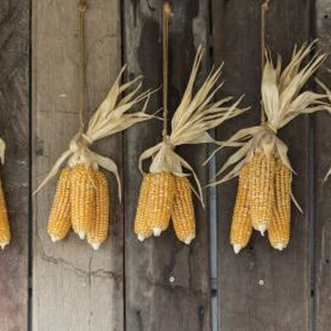 To air dry corn on the cob, leave at least 6 inches of space between ears. Homestead Cooking, Squirrel Food, Corn Crib, Corn Stalks, Deco Champetre, Dried Corn, Winter Survival, Indian Corn, Autumn Display