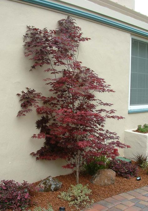 Acer palmatum 'Atropurpureum' Acer Garden, Acer Palmatum, Raised Planter, Plant Information, Fountains Outdoor, Shade Trees, Sun And Water, Japanese Maple, Plant List