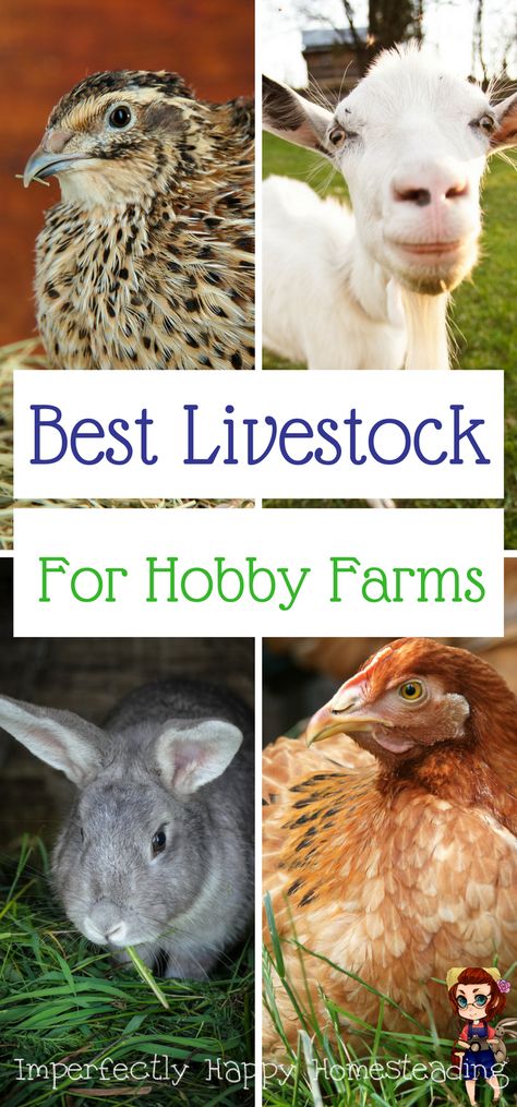 The Best Livestock Choices for Hobby Farming, Backyard Farms and Urban Homesteads Backyard Livestock, Traditional Backyard, Small Homestead, Homesteading Animals, Hobby Farming, Homestead Farm, Future Farms, Homesteading Skills, Farm Ideas