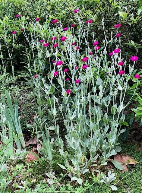 Rose Campion | Piedmont Master Gardeners Rose Campion Plant, Campion Flowers, Minnesota Plants, Crazy Plants, Nz Garden, Pathway Garden, Landscaping Along Fence, Rose Campion, Magenta Flowers