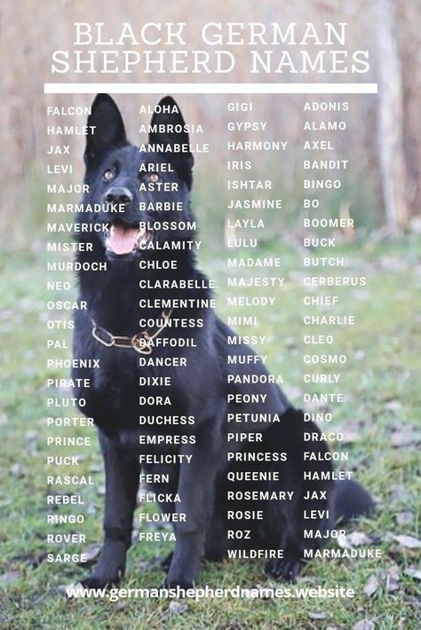 German Shepherd Names, Black German Shepherd Dog, Black German Shepherd, German Shepards, Pitbull Puppy, Puppy Names, Female Names, American Kennel Club, Popular Dog