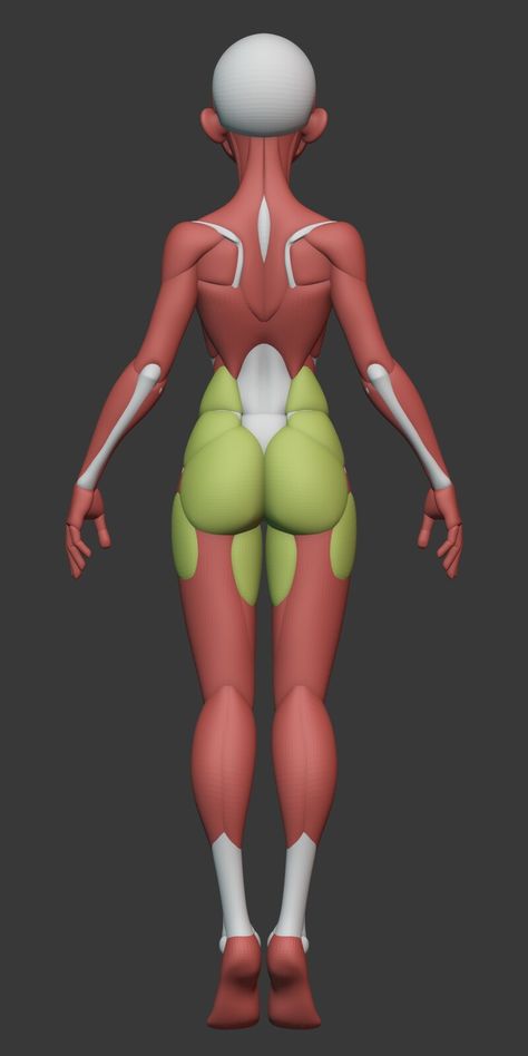 ArtStation - Stylized Female Anatomy , George Zaky Female Head Anatomy, Stylized Anatomy, Model Anatomy, Zbrush Anatomy, Zbrush Tips, Celana Jogger Wanita, Character Male, 3d Reference, Head Anatomy