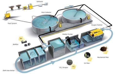 NTESCO: The Recirculation System Farming Fish, Aquaculture Fish, Aquaponics Greenhouse, Farming Technology, Fish Activities, Aquaponics Fish, Hydroponic Farming, Aqua Culture, Aquaponic Gardening