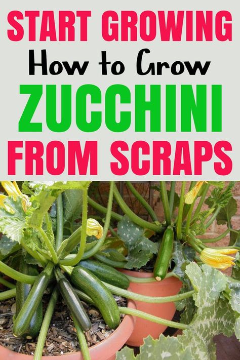 Growing Zucchini Vertically, How To Grow Zucchini, Grow Zucchini, Growing Squash, Growing Zucchini, Regrow Vegetables, Zucchini Plants, Vegetable Scraps, Small Vegetable Gardens