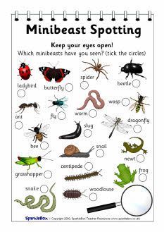 MINIBEAST SPOTTING FORM: Great printable sheet with a good selection of common minibeasts for a little hunt. From Sparklebox. Forest School Activities, Types Of Bugs, Nature School, Theme Nature, Outdoor Education, Outdoor Classroom, School Garden, Forest School, Nature Play