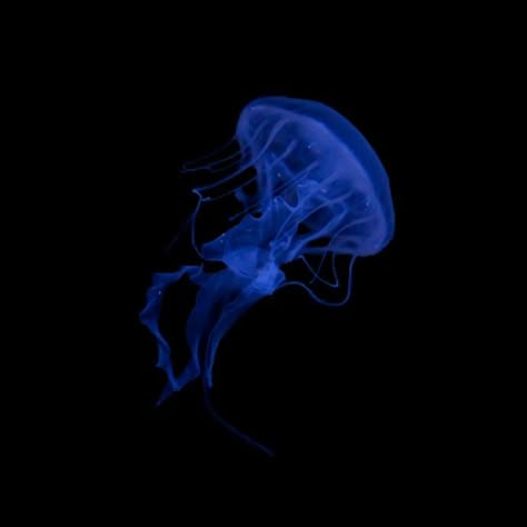 Sea Nettle Jellyfish, Nettle Jellyfish, Blue Jellyfish, Aquariums, Jellyfish, Dark Blue, Blue