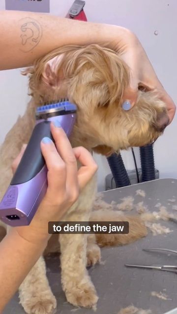 Caroline Donoghue : Dog groomer/ Puppy grooming specialist on Instagram: "⭐️⭐️SAVE AND TELL ME IF YOU DO? ⭐️⭐️ You can of course scissor the whole head… But I do a combination of both starting with the clippers… I use the comb attachments on the head to mainly do 3 things… ✅ Take some of the length off the top (I normally use 2 lengths up from the body length) ✅ Blend the side of the head into the top of the ear bit… (usually one length longer than the bossy but one shorter than the top of t Doodle Head Grooming, Dogs Haircut, Yorkie Grooming, Havanese Haircuts, Goldendoodle Haircuts, Daisy Doodle, Dog Grooming Diy, Goldendoodle Grooming, Dog Grooming Tools