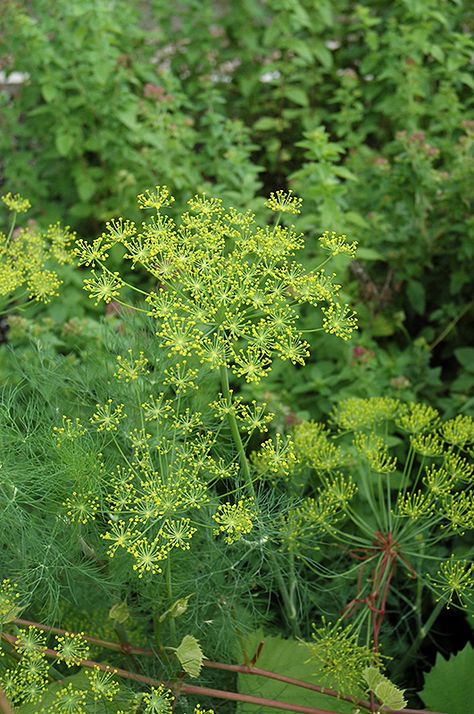 Anethum Graveolens, Waterville Maine, Perennial Vegetables, Plant Health, Seasonal Garden, Bulb Flowers, Planting Bulbs, Garden Soil, Greenhouses