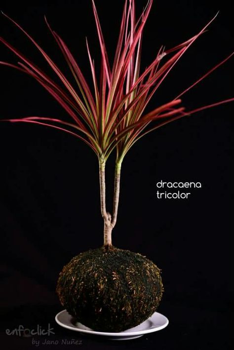 Dracena Tricolor, Interior Landscaping, Gardening Design Diy, Vertical Garden Design, Garden Crafts, Japanese Garden, Vertical Garden, Ikebana, Air Plants