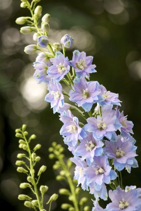 Delphinium White, Delphinium Plant, Magic Fountain, Larkspur Flower, Delphinium Flowers, Blue Delphinium, Blue Fountain, Some Beautiful Pictures, Paper Flowers Craft