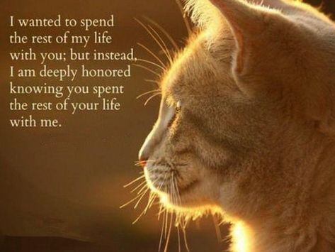 Animal Loss, Healing Messages, Cat Poems, Pet Quotes, Loss Of Pet, Cat Loss, Pet Remembrance, Homemade Cat, Cat Memorial