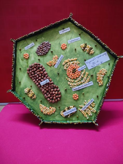 Plant cell model for higher classes 3d Plant Cell Project Ideas, Plant Cell Project Ideas, 3d Plant Cell Project, Cell Project Ideas, Plant Cells Project Ideas, 3d Plant Cell, Plant Cell Project, Cell Model Project, Plant Cell Model