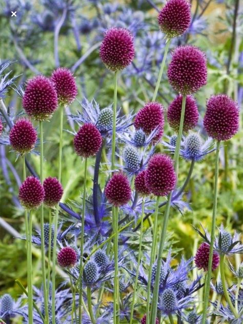 Drumstick Allium, Allium Sphaerocephalon, Deer Resistant Flowers, Globe Thistle, Bulbous Plants, Planting Onions, Blue Plants, Have Inspiration, Plant Combinations