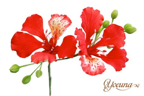 Gulmohar Flowers Drawing, Gulmohar Flowers Painting, Gulmohar Painting, Flor Tattoo, Delonix Regia, Lotus Flower Art, Art Tutorials Watercolor, Gum Paste Flowers, Fondant Flowers