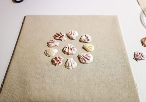 Shells In Shadow Box Frame, How To Frame Seashells, How To Frame Shells, Shadow Box With Shells, Diy Seashell Wall Art, Shadow Box Shell Display, Shells On Canvas Diy, Shell Shadow Box Diy, Shadow Box Shell Art