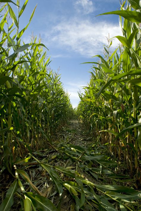 getting lost in a corn maze . . . keep going . . . Corn Field Pictures, Corn Farm, Agriculture Photography, Agriculture Photos, Corn Fields, Crop Field, Unique Dog Collars, Corn Field, Farm Layout